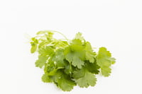 Coriande Coriande