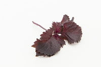 Shiso pourpre