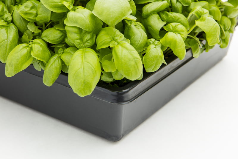 Basilic 10 x 10 Basilic 10 x 10