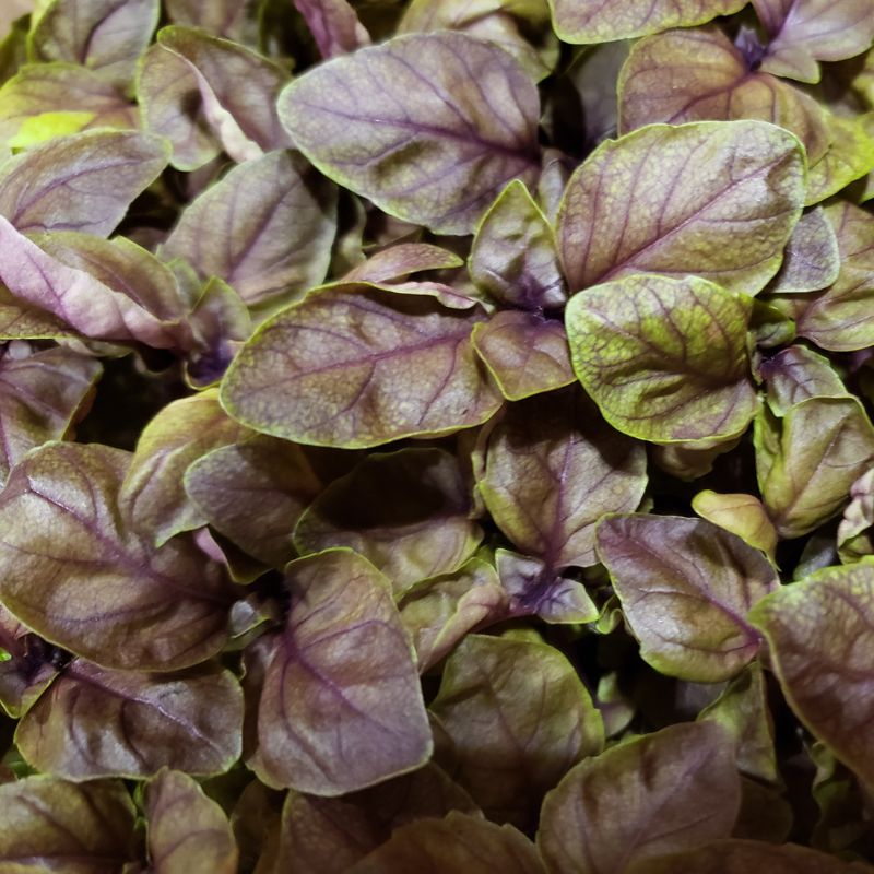 Basilic rouge Basilic rouge