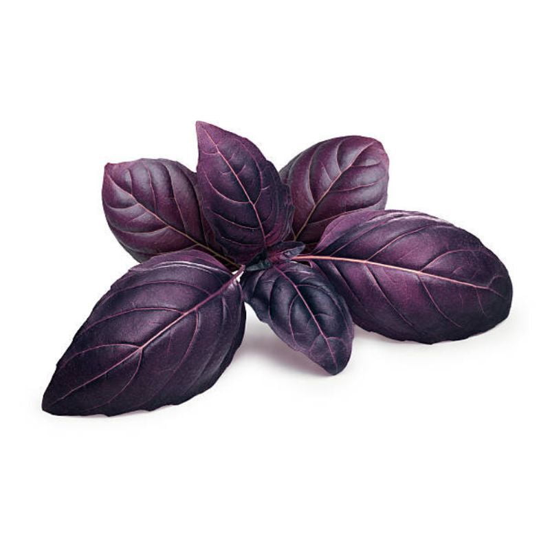 Basilic rouge Basilic rouge