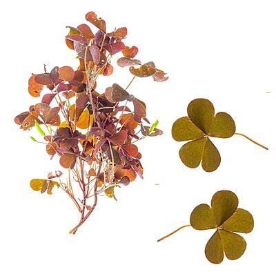 Feuille d'Oxalis