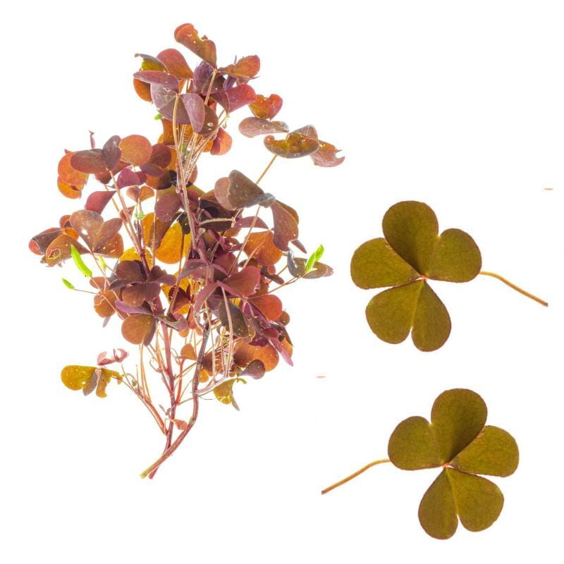 Feuille d'Oxalis Feuille d'Oxalis