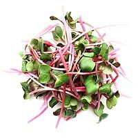 Radis rose Radis rose