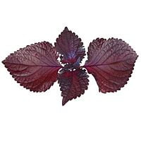 Shiso pourpre