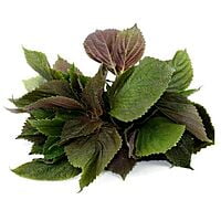 Shiso Britton / Shiso Bicolore Shiso Britton / Shiso Bicolore