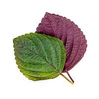Shiso Britton / Shiso Bicolore Shiso Britton / Shiso Bicolore