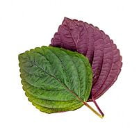 Shiso Britton / Shiso Bicolore