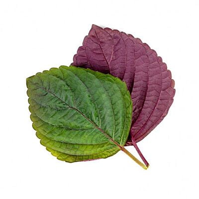 Shiso Britton / Shiso Bicolore