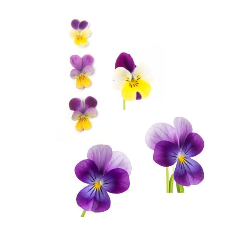 Viola Viola